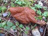 Discina ancilis image