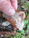 Discina ancilis image
