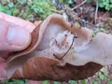 Discina ancilis image