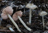 Entoloma pluteimorphum image