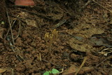 Ramaria zippelii image
