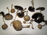 Coprinellus impatiens image