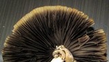 Coprinellus impatiens image