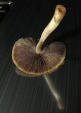 Coprinellus impatiens image