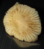 Coprinellus impatiens image