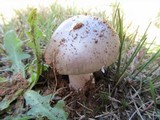 Amanita roseolamellata image