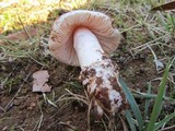 Amanita roseolamellata image