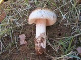 Amanita roseolamellata image