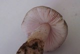 Amanita roseolamellata image