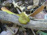 Image of Oudemansiella flavo-olivacea