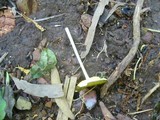Oudemansiella flavo-olivacea image