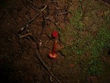 Hygrocybe miniata image