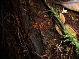 Clavulinopsis sulcata image