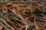 Mycena abramsii image
