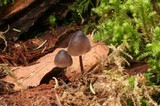 Mycena inclinata image