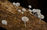 Filoboletus manipularis image
