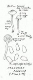 Hygrocybe parvula image