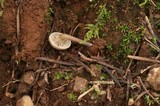 Arrhenia obscurata image
