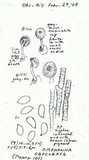Arrhenia obscurata image