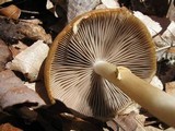 Psathyrella piluliformis image