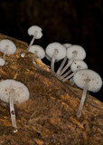Filoboletus manipularis image