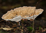 Cymatoderma elegans image