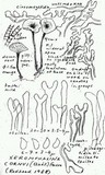 Xeromphalina cornui image