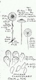 Mycena clavicularis image