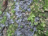 Leptogium cyanescens image