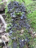 Leptogium cyanescens image