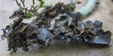 Leptogium cyanescens image