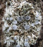 Physcia leptalea image