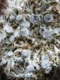 Physcia leptalea image