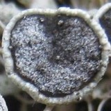 Physcia leptalea image