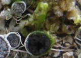 Physcia leptalea image