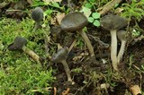 Helvella dissingii image