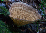 Cymatoderma elegans image
