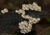 Filoboletus manipularis image