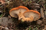 Polyporus tuberaster image