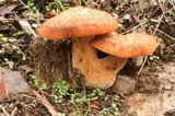 Polyporus tuberaster image