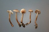 Tricholoma psammopus image