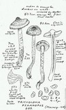 Tricholoma psammopus image