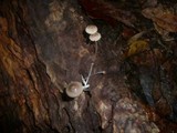Mycena chlorophos image