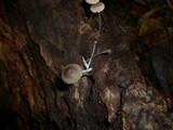 Mycena chlorophos image