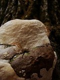 Perenniporia fraxinophila image