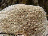 Perenniporia fraxinophila image