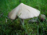 Entoloma vernum image