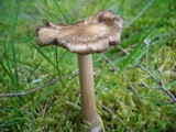 Entoloma vernum image