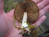 Entoloma vernum image