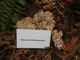 Ramaria rubribrunnescens image